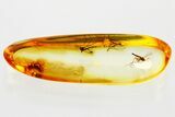 Three Fossil True Midges (Chironomidae) in Baltic Amber #372627-1